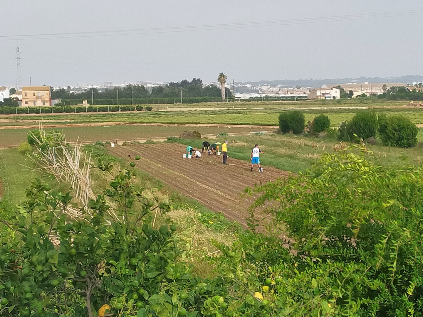 Vista general del campo de hortalizas.